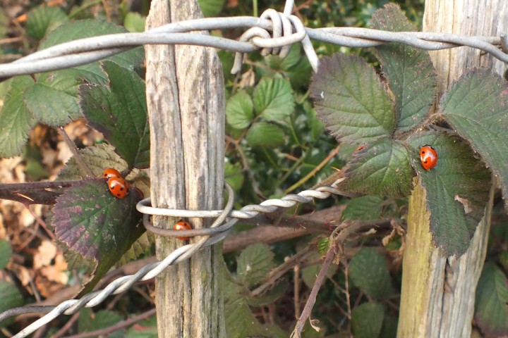 Late 7-Spot Ladybirds Copyright: Peter Pearson