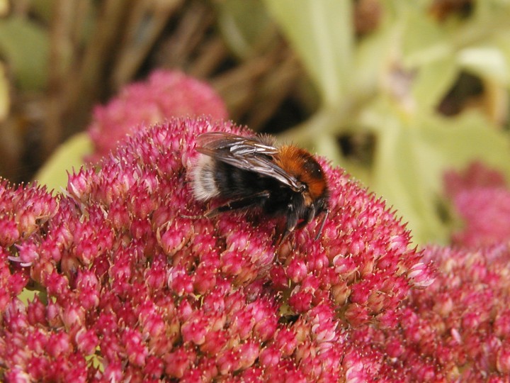 Queen B. hypnorum 28.9.2012 Copyright: Adrian Knowles