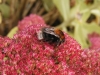 Queen B. hypnorum 28.9.2012 