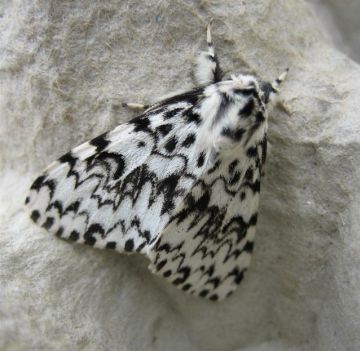 Black Arches. Copyright: Stephen Rolls