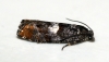 Epinotia rubiginosana Copyright: Ben Sale