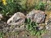 Sarsen stone and Puddingstone at South Weald Church 1 