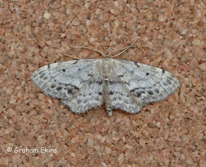 Single Dotted Wave  Idaea dimidiata Copyright: Graham Ekins