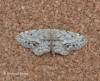 Single Dotted Wave  Idaea dimidiata Copyright: Graham Ekins