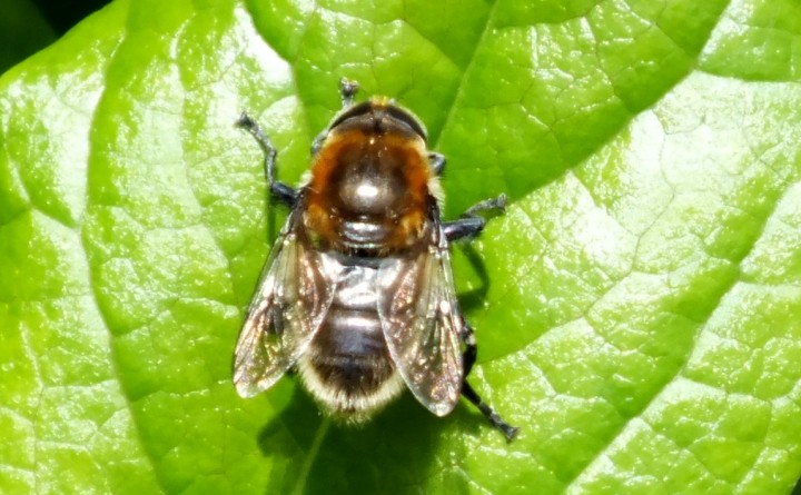 Narcissus Fly (Merodon equestris) Copyright: Peter Pearson