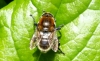 Narcissus Fly (Merodon equestris) 