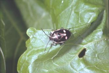 Eurydema oleracea Copyright: Peter Harvey