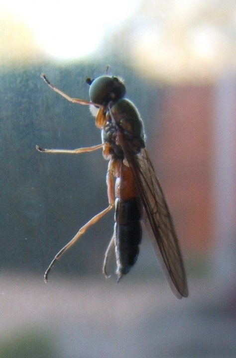 Sargus bipunctatus In a window Copyright: Peter Pearson