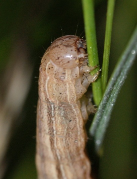 M impura larvae Copyright: Robert Smith