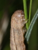 M impura larvae 