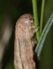 M impura larvae