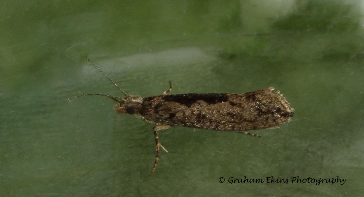 Ypsolopha vittella 1 Copyright: Graham Ekins