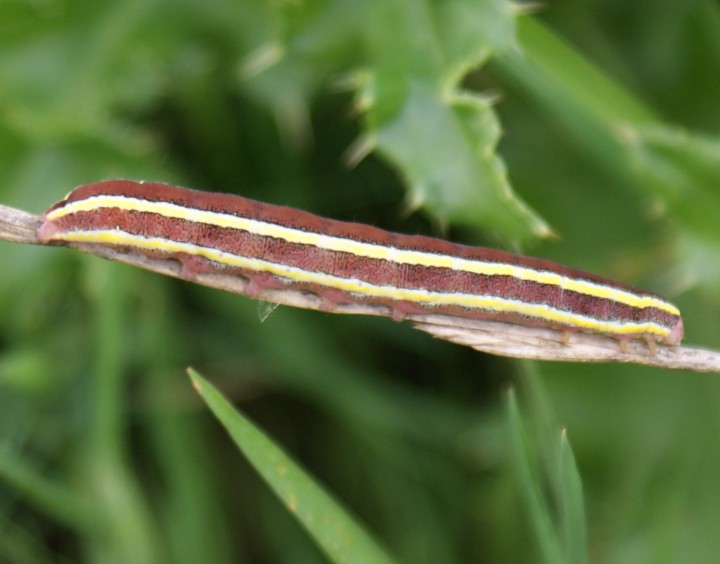Broom Moth larva Copyright: Robert Smith