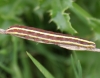 Broom Moth larva 