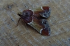Meal Moth 1417 BCP 