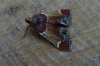 Meal Moth 1417 BCP