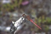 Sympetrum sanguineum Copyright: Peter Harvey