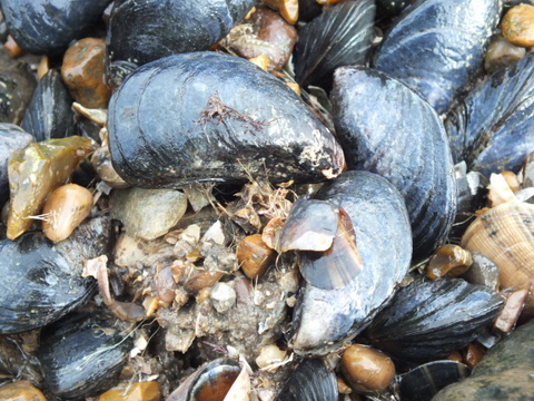 Common mussel Mytilus edulis Copyright: Peter Pearson