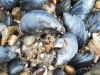 Common mussel Mytilus edulis 