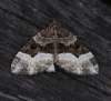 Sharp-angled Carpet  Euphyia unangulata