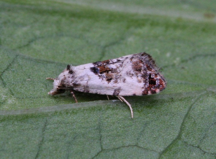 Cochylis hybridella 4 Copyright: Graham Ekins