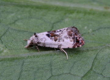 Cochylis hybridella 4 Copyright: Graham Ekins