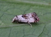 Cochylis hybridella 4 