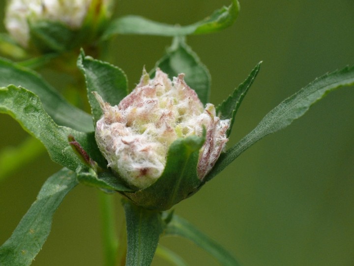 Rhopalomyia ptarmicae gall on Sneezwort Copyright: Peter Furze