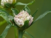 Rhopalomyia ptarmicae gall on Sneezwort Copyright: Peter Furze