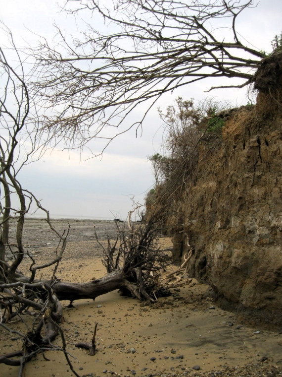 The Naze Cliff Walton on Naze Erosion Copyright: William George