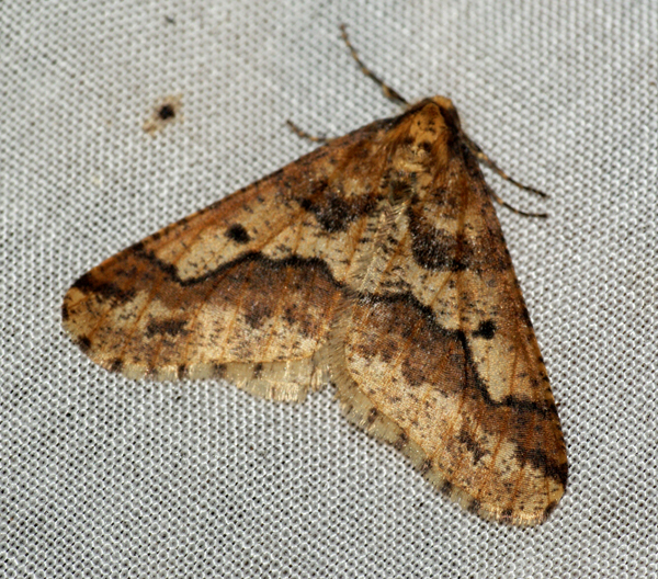 Mottled Umber 3 Copyright: Ben Sale