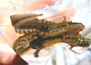 Triturus helveticus