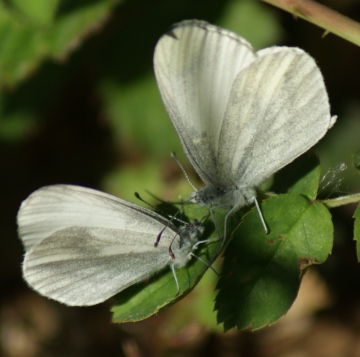 Wood White courtship 2 Copyright: Robert Smith