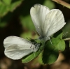 Wood White courtship 2