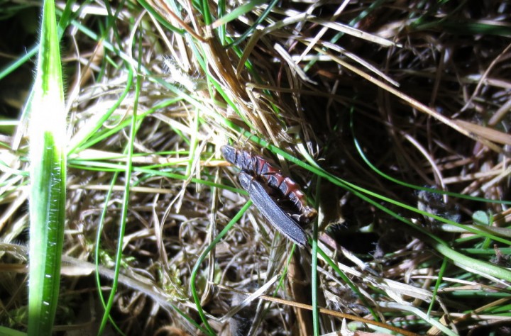 Glow Worm 2 Copyright: Stephen Rolls