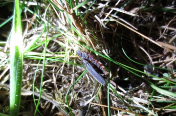 Glow Worm 2 Copyright: Stephen Rolls