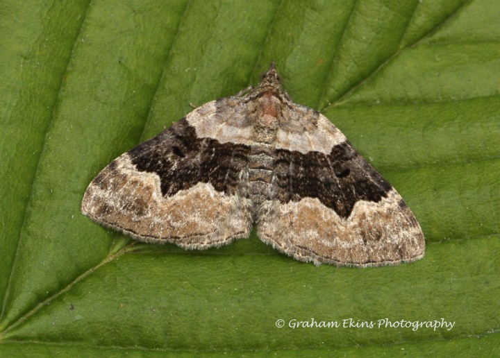 Xanthorhoe quadrifasiata Large Twin-spot Carpet Copyright: Graham Ekins