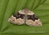 Xanthorhoe quadrifasiata Large Twin-spot Carpet