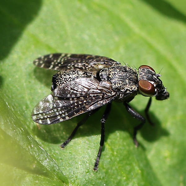 Platystoma seminationis Copyright: Geoff Vowles