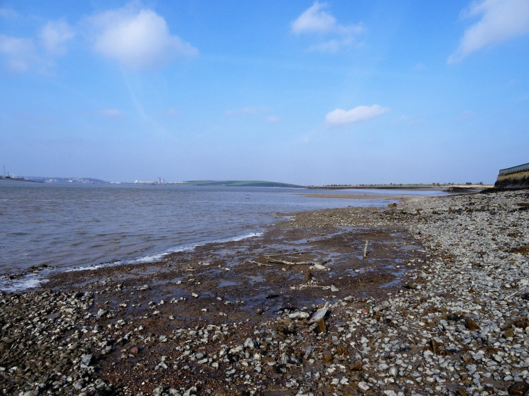Purfleet Submerged Forest on beach near Royal Hotel 2017 Copyright: William George