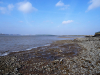 Purfleet Submerged Forest on beach near Royal Hotel 2017