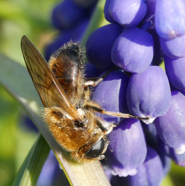 Cheilosia grossa female Copyright: Roger Payne