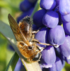 Cheilosia grossa female Copyright: Roger Payne