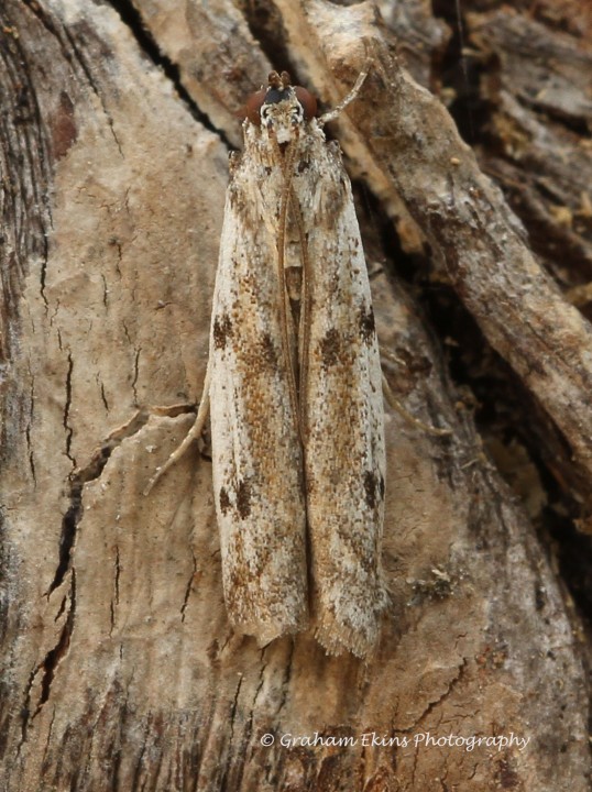 Phycitodes binaevella Copyright: Graham Ekins