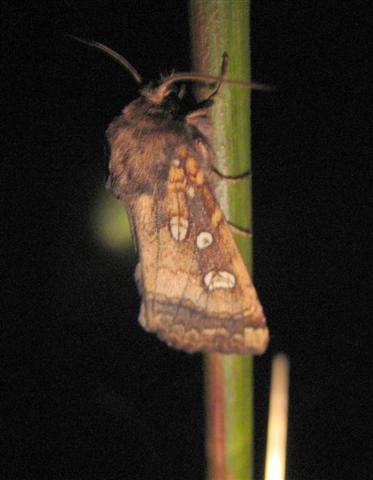 Fishers Estuarine Moth. Copyright: Stephen Rolls