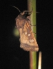 Fishers Estuarine Moth. Copyright: Stephen Rolls