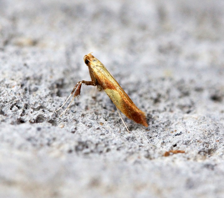 Caloptilia alchimiella Copyright: Ben Sale