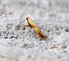 Caloptilia alchimiella