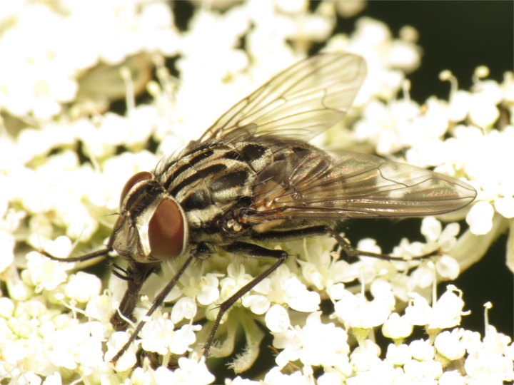 Graphomya maculata female 20150716-2394 Copyright: Phil Collins