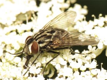 Graphomya maculata female 20150716-2394 Copyright: Phil Collins